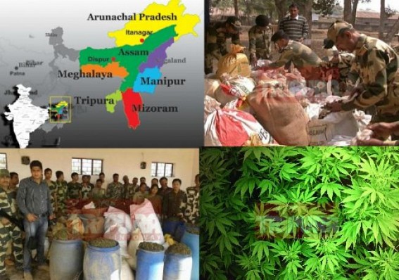 Tripura becoming NEâ€™s narcotics corridor: 2000 Kgs marijuana worths more than 1 Crore seized this week from Bishalgarh, 2 raids held : Nagaland-Tripura-Bangladesh marijuana business racket exposed